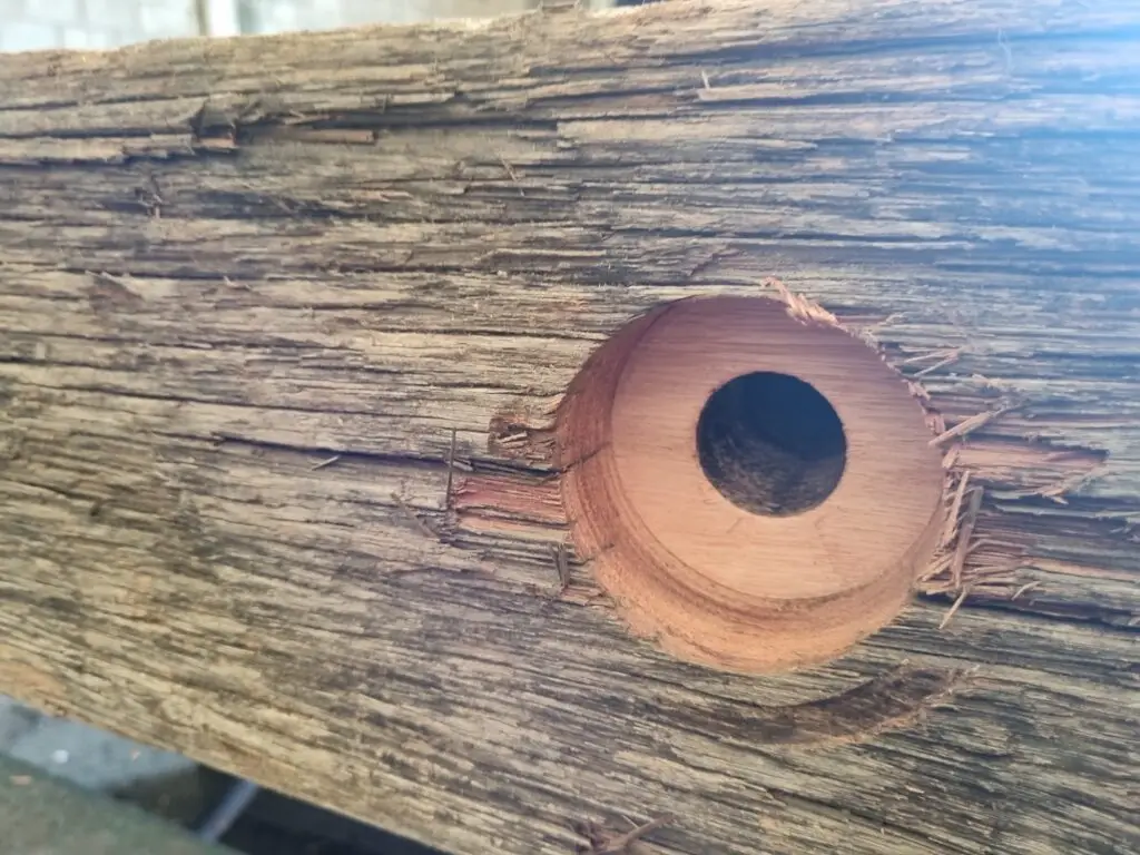 How long do Eucalyptus Mats Last? - Drilling Hole 6.5 Year Old Eucalyptus Mats. Notice pink, healthy wood. No rot