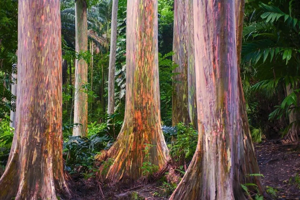 variety is key in Eucalyptus species